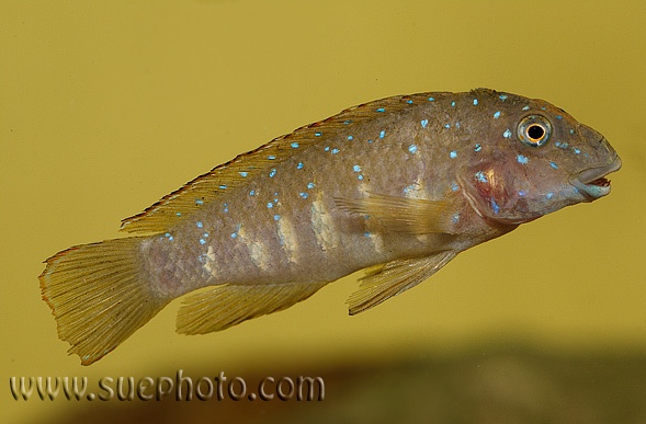 Eretmodus cyanostictus 'Moliro'